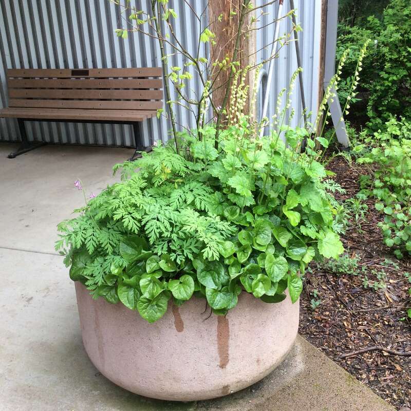 Fringe Cup, Wild Ginger, Bleeding Heart, and Maple. All doing wonderfully at Jackson Bottom Wetlands Preserve, Hillsboro, Oregon.