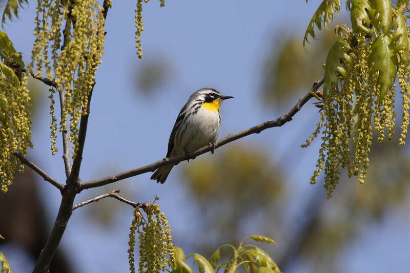 Yellow-throated Warbler (Setophaga dominica)