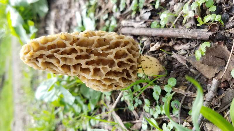 Yellow morel (Morchella esculenta) near Pittsburgh, Pennsylvania