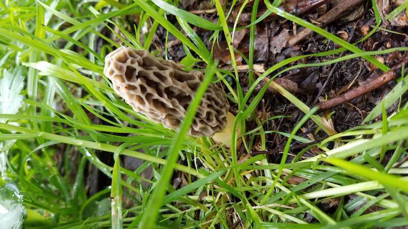 Yellow morel (Morchella esculenta) near Pittsburgh, Pennsylvania