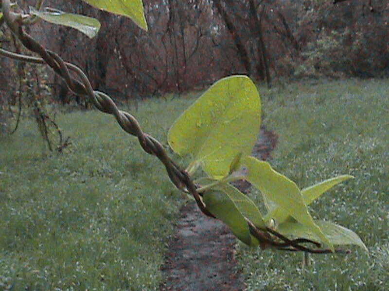Example of California pipevine (Aristolochia californica) growing over a trail in Bidwell park. The vine here wrapped around itself in a spiral shape.