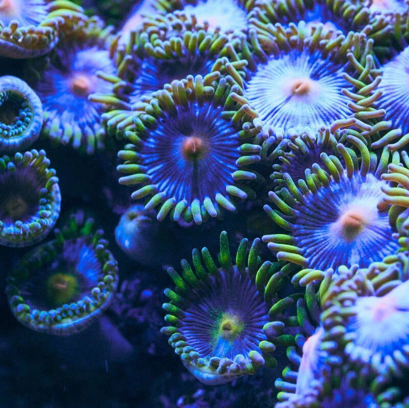 A close up photo of Zoanthus sp. showing the structure of polyps and 6-fold symmetry.