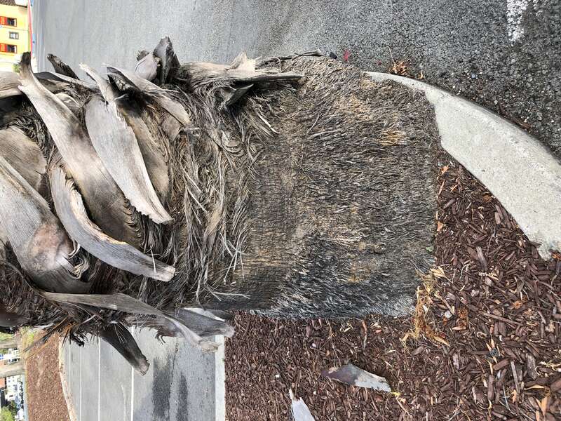 The base of a fan palm trunk in a parking lot along California State Route 82 (El Camino Real) in Sunnyvale, Santa Clara County, California