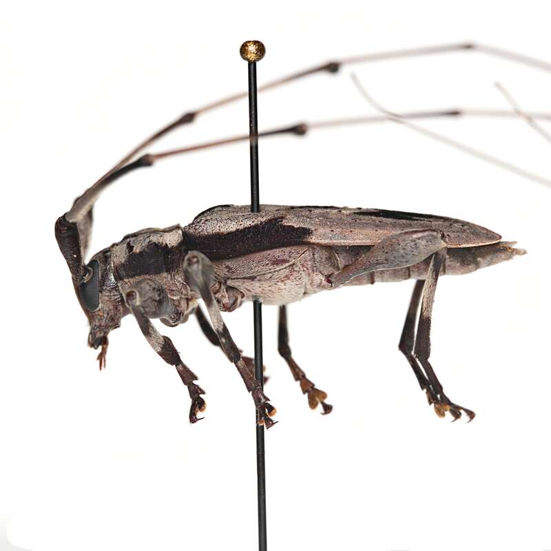 Lesser Pine Borer (Acanthocinus nodosus)