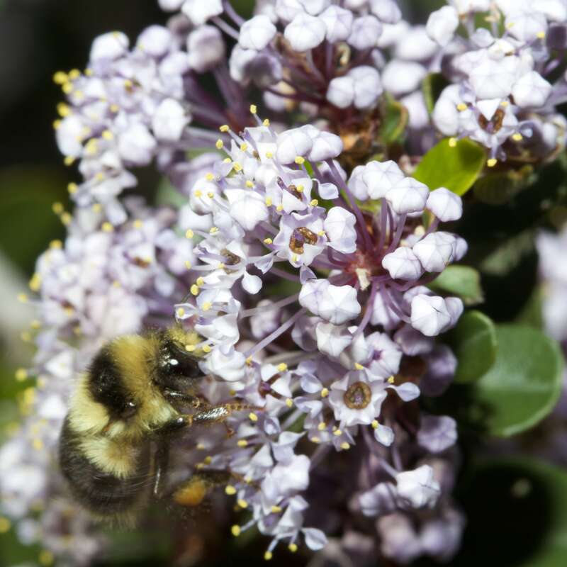 A Black-tailed Bumble Bee, Bombus melanopygus, close-up on a Ceanothus cuneatus at Ulistac Natural Area. Note her pollen collection on her right hind leg and the shaggy hairs. These bees dart quickly from blossom to blossom, even on a huge tree-sized