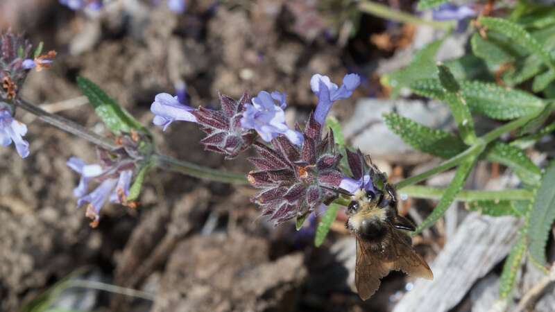 A bumble bee, probably Bombus vosnesenskii, browsing on a sage, probably Salvia clevelandii at Ulistac Natural Area in the City of Santa Clara. We can see its wings are worn at the trailing edges, which indicates that this bee has been around a