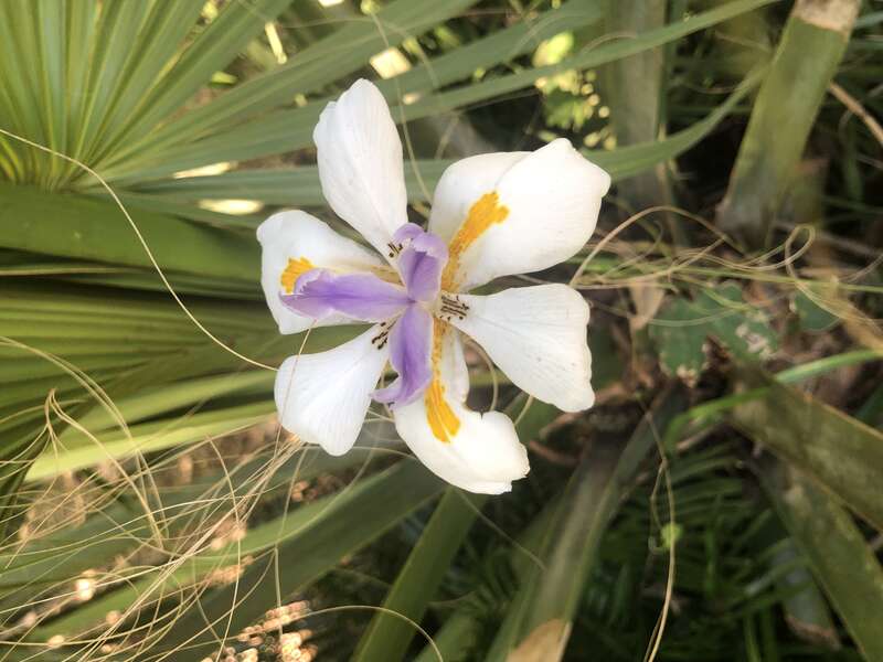 Butterfly Iris Seen At Kanapaha Botanical Gardens.