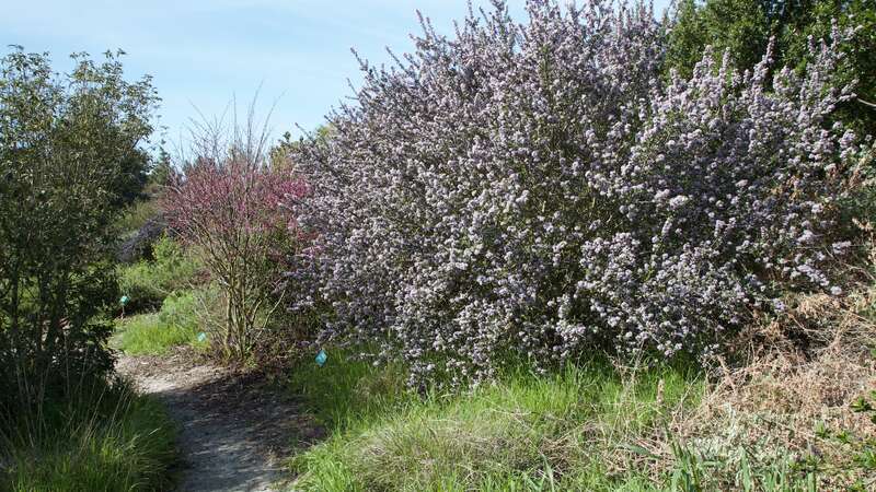 A giant Ceanothus cuneatus in full bloom at Ulistac Natural Area.  Today this Ceanothus is teaming with bumble bees and honey bees. I found both Bombus vosnesenskii and B. melanopygus feeding on this outstanding tree-sized shrub. The smaller tree to