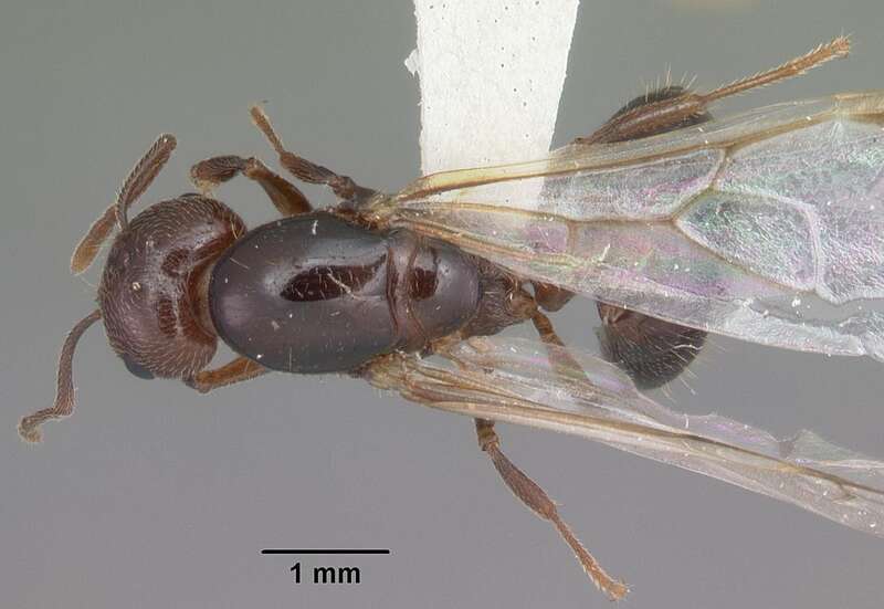 Dorsal view of ant Crematogaster cerasi specimen casent0103775.