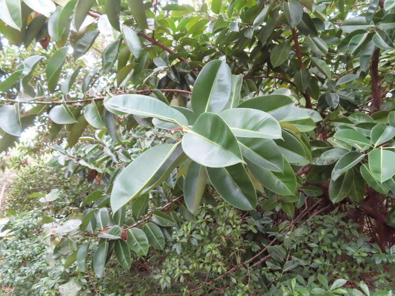 Rubber plant (Ficus elastica) in the United States