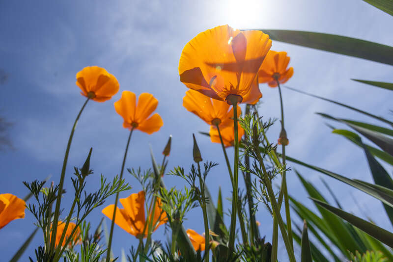 Descanso Gardens, Los Angeles