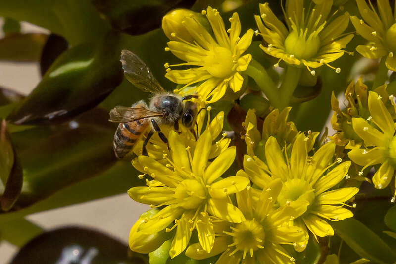 Descanso Gardens, Los Angeles