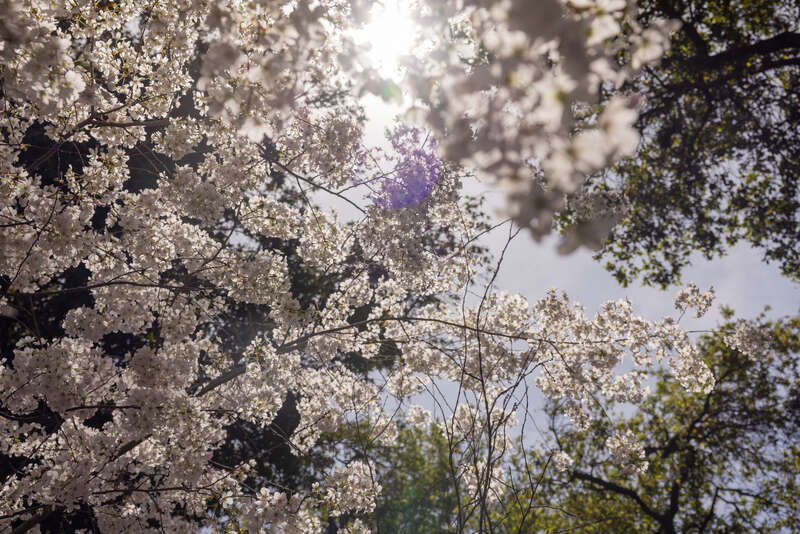 Descanso Gardens, Los Angeles