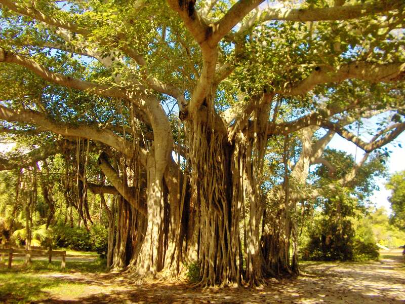 Giant tree in Hugh Taylor Birch Park, Fort-Lauderdale, Florida