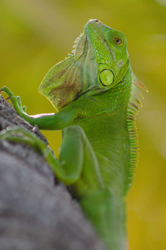 A green iguana in South Beach, Miami