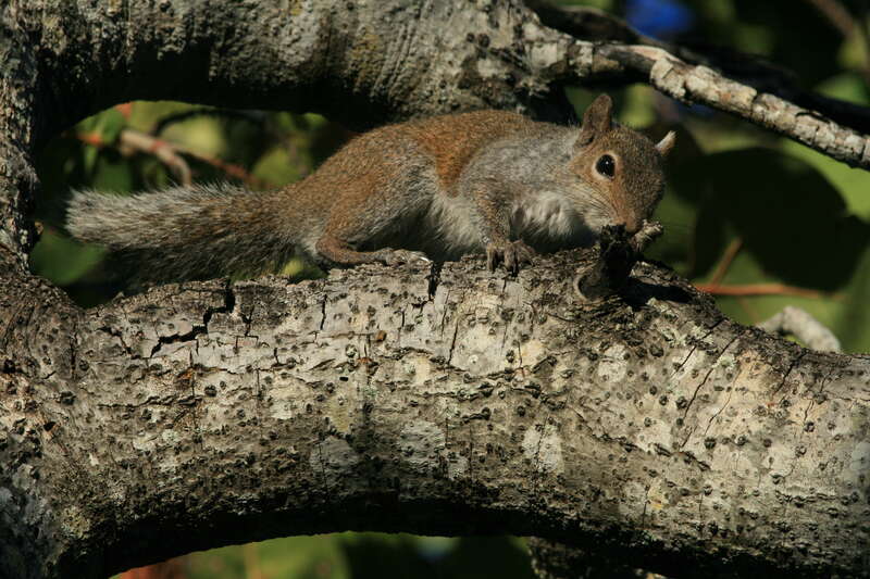 A grey squirrel (Sciurus carolinensis) in Hugh Taylor Birch State Park in Fort Lauderdale, Florida, United States.