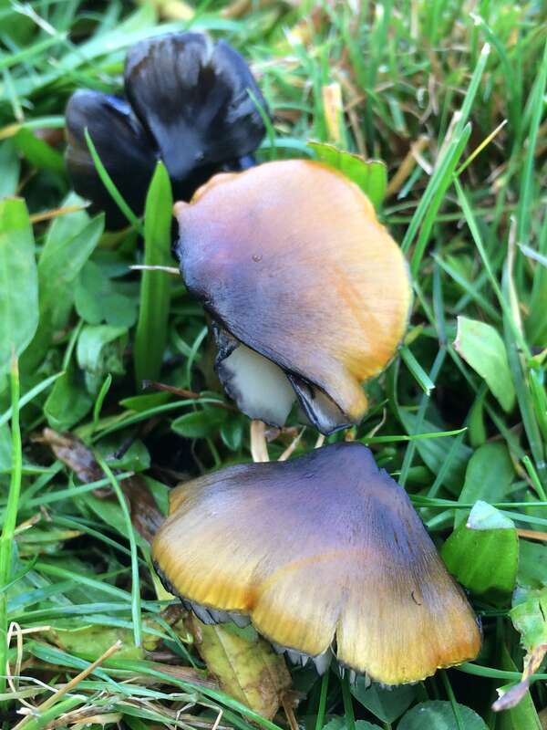 Western Witch's Hat (Hygrocybe singeri)