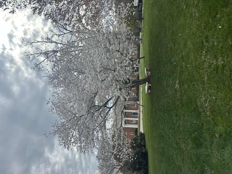 Tree in the Rose Garden of GMS, Gymnasium behind.