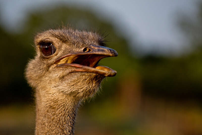500px provided description: A close capture of a Ostrich. [#bird ,#ostrich]