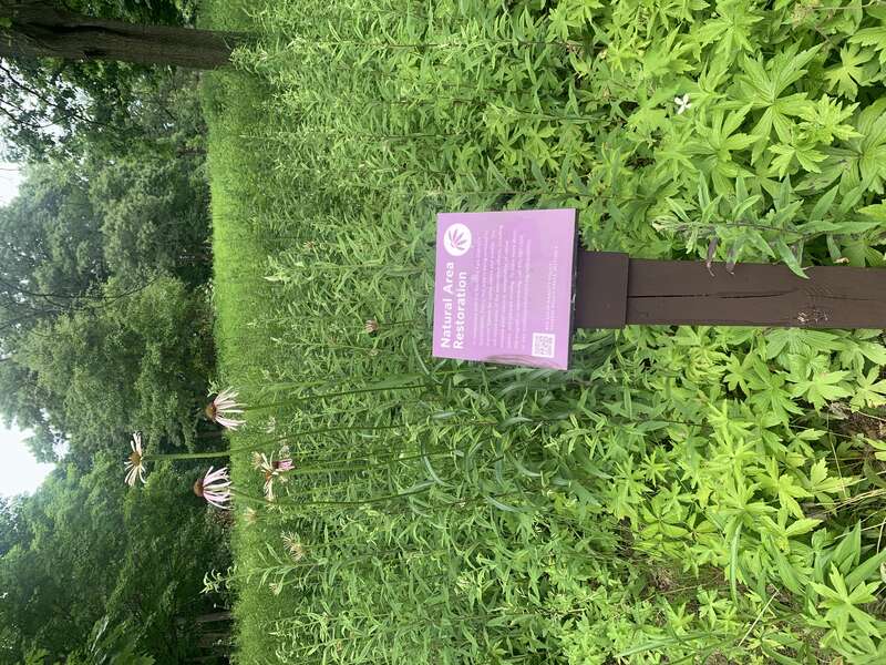 Rockford Sinnissippi Park, natural area restoration