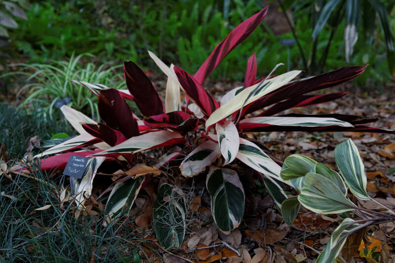 Stromanthe sanguinea