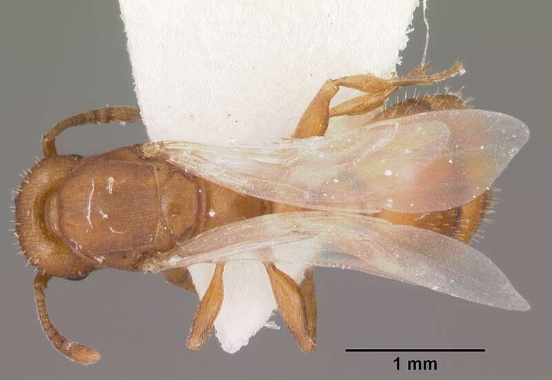 Dorsal view of ant Temnothorax bradleyi specimen casent0104014.
