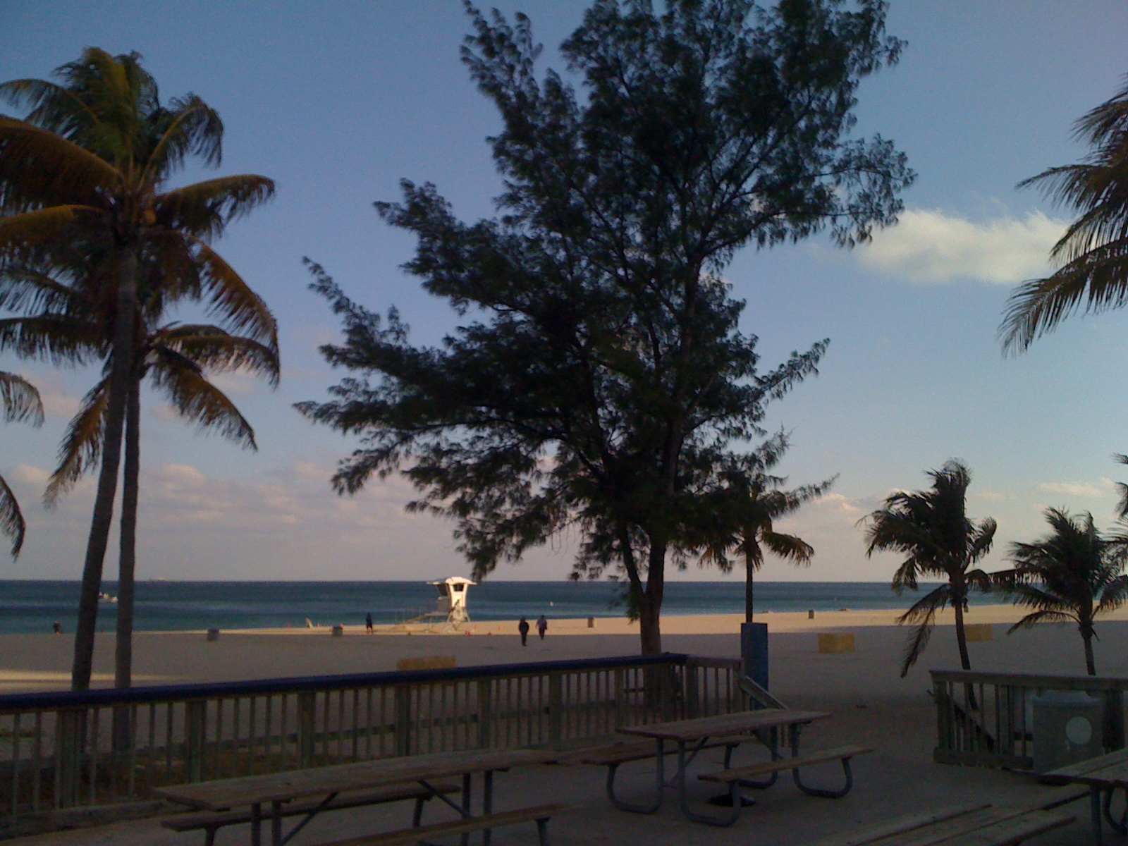 Palmy v Broward County na Floridě