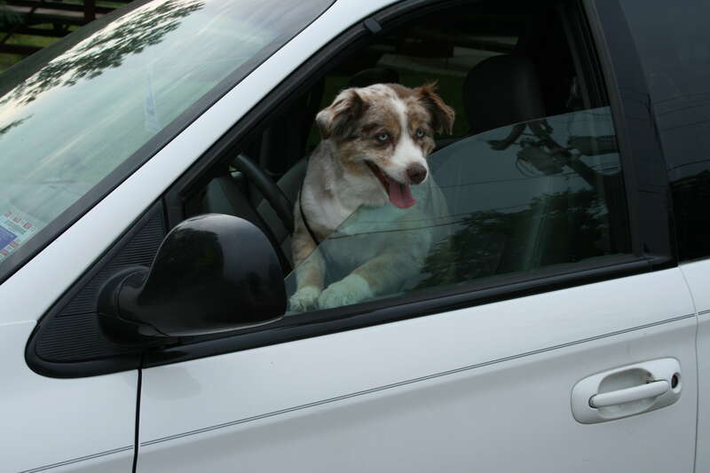 A dog in a van at Durham Farmers' Market in Durham, North Carolina.