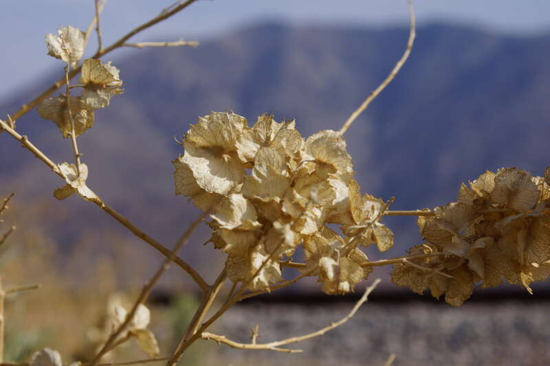 2014, The Wings of Four Wing Saltbush, Atriplex canescens