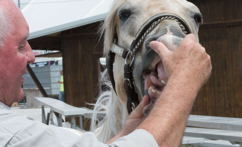 U.S. Department of Agriculture (USDA) Secretary Sonny Perdue, a trained veterinerian, checks the age and condition of &quot;Prince's&quot; teeth, during his visit to the Mississippi Valley Fair, and meeting with fairgoers, livestock show presenters, 4-H teams