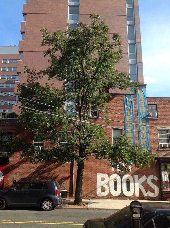 A1-1-Pyrus calleryana (Callery Pear)