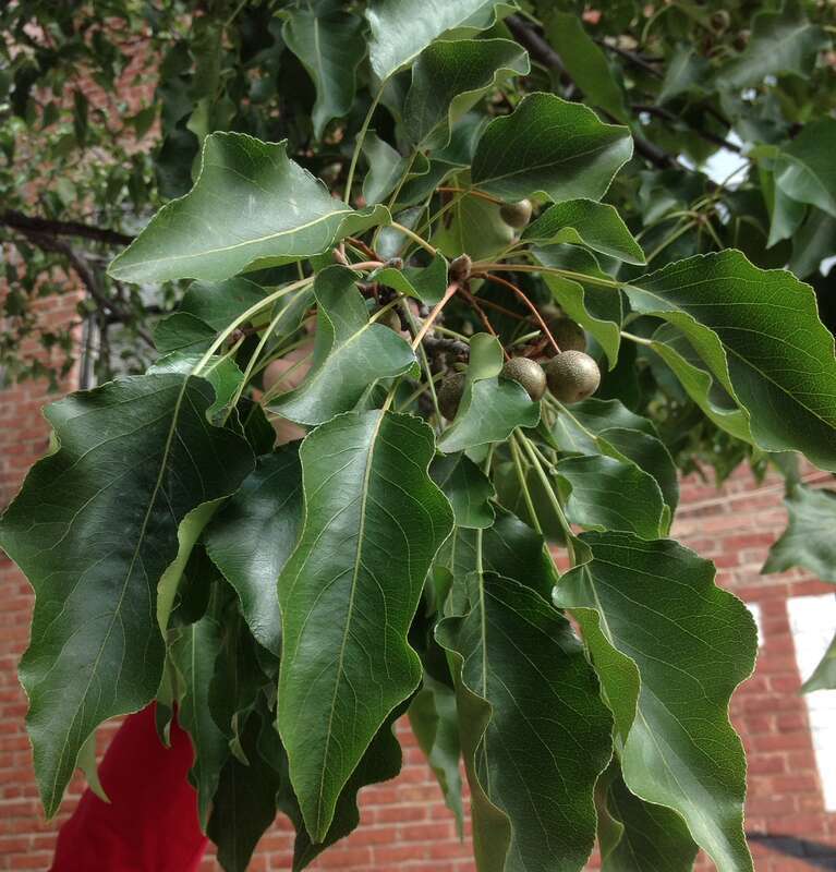 A1-2-Pyrus calleryana (Callery Pear)