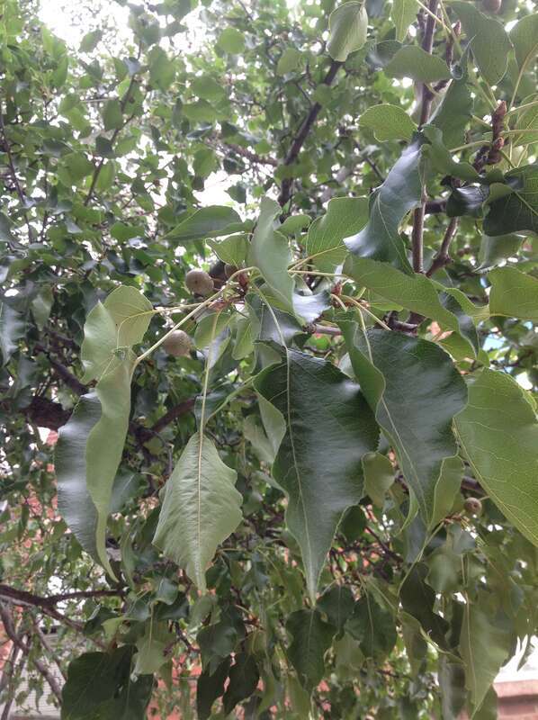 A3-2-Pyrus calleryana (Callery Pear)