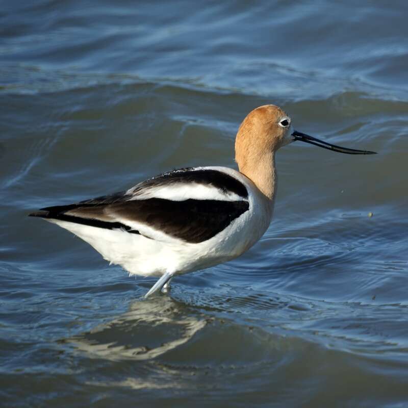 Baylands Nature Preserve, Palo Alto CA