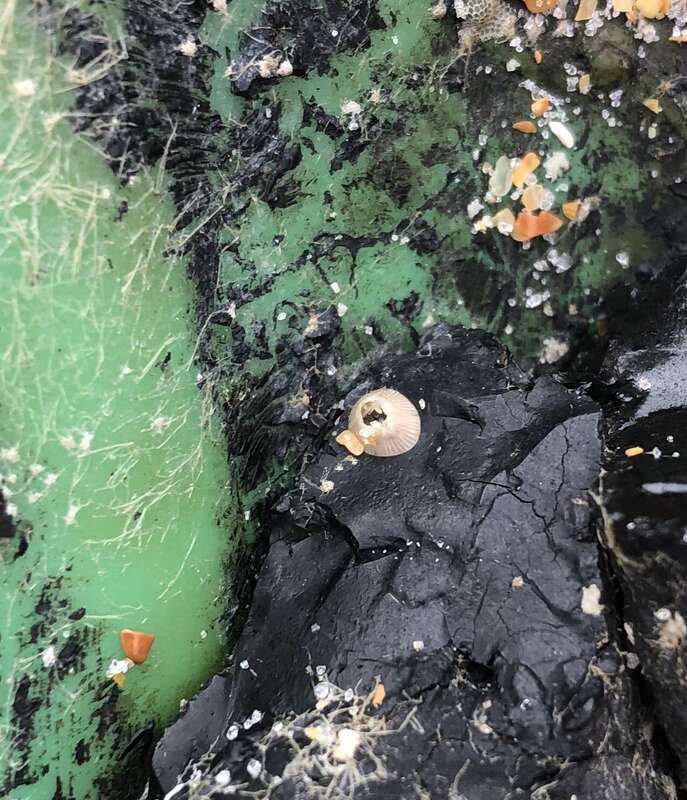 Amphibalanus venustus