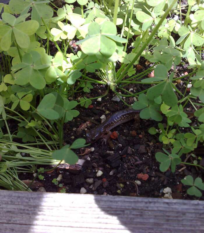 Arboreal Salamander (juvenile)
