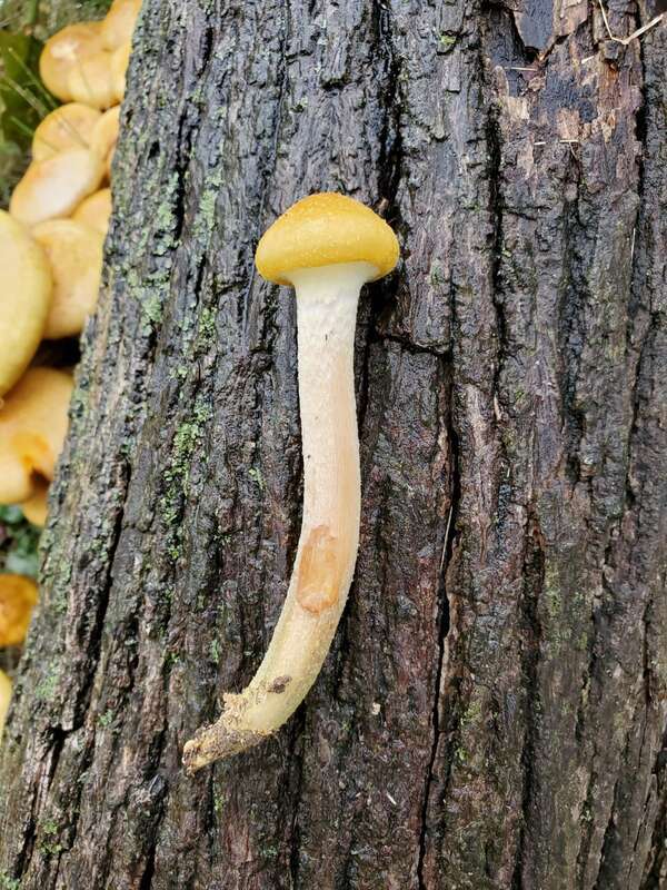 Honey Mushroom (Armillaria mellea)