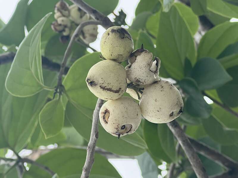 C. sebestena fruits— street tree in West Palm Beach, Florida, USA