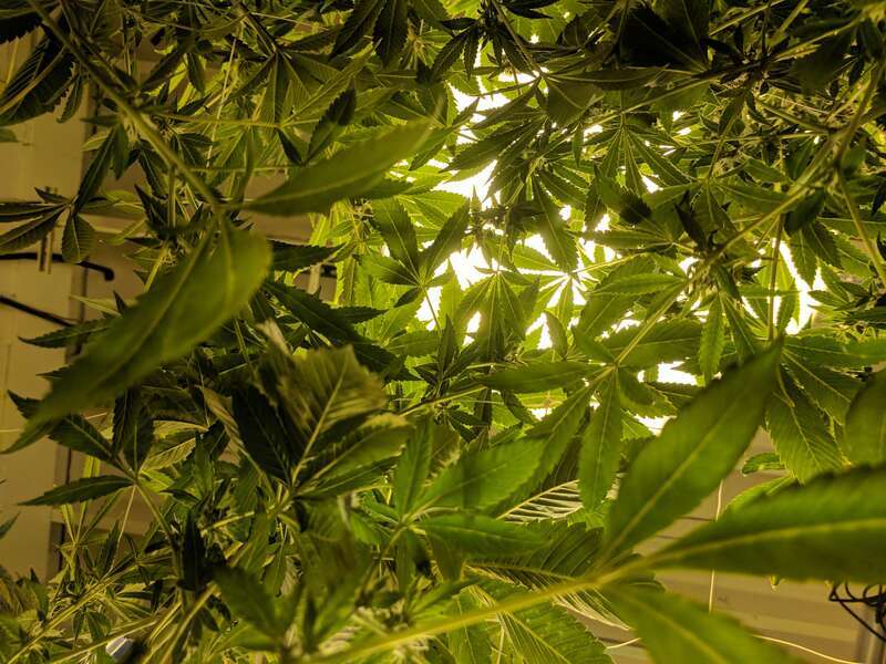 Cannabis plants in a commercial grow facility in Denver, Colorado. Taken on tour with My 420 Tours