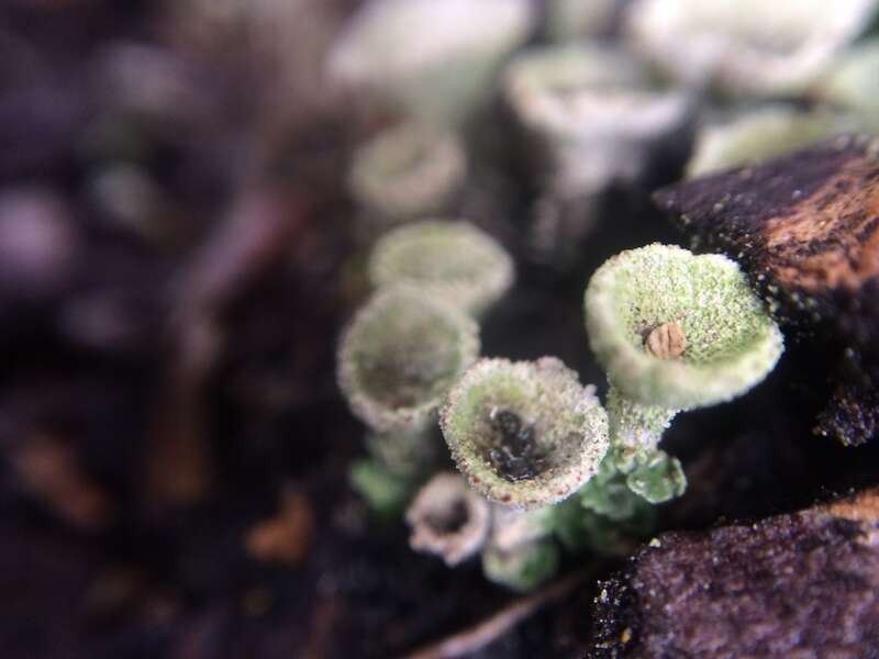 Mealy Pixie Cup (Cladonia chlorophaea)