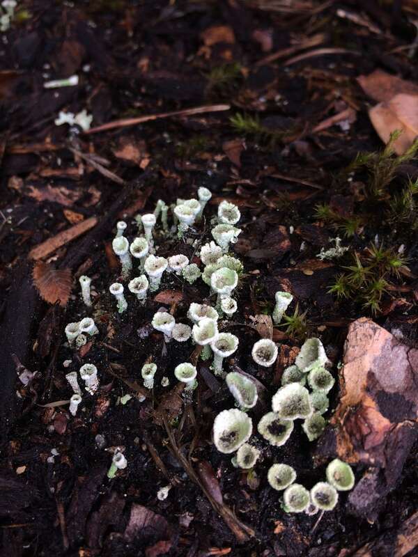 Mealy Pixie Cup (Cladonia chlorophaea)
