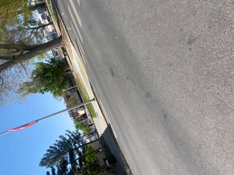 Trees and scenery around campus.