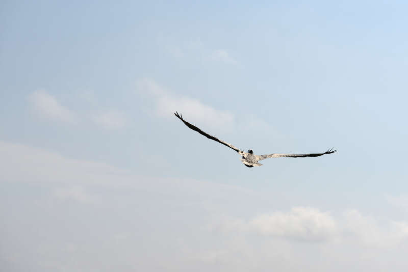 Brown pelican (Pelecanus occidentalis) rear view Bradenton Beach on Anna Maria Island in Florida.