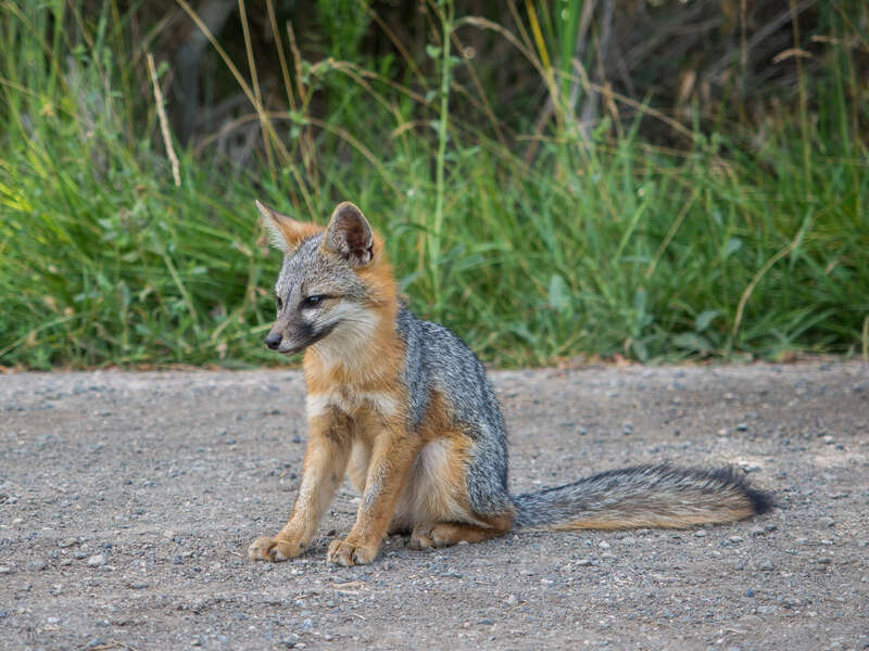 This little guy was hanging out with a friend on the trail at Coyote Hills Regional Park. He didn't seem to mind me much. I got pretty close to get this picture.