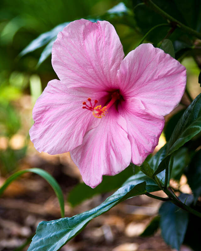 Hibiscus growing in Helen's Garden in League City, TX