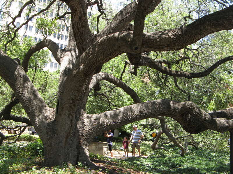 Huge old tree in the Alamo.