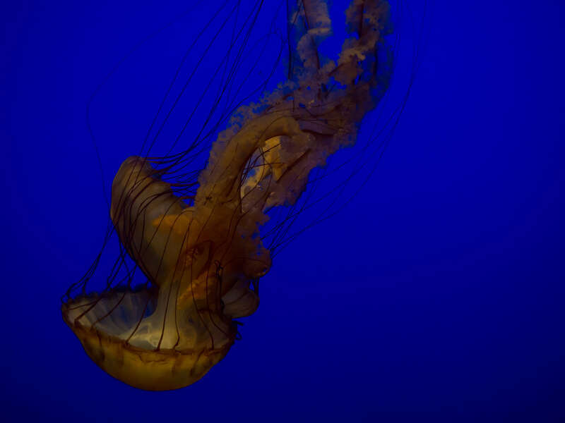 Unidentified jellyfish at the California Academy of Sciences Steinhart Aquarium.