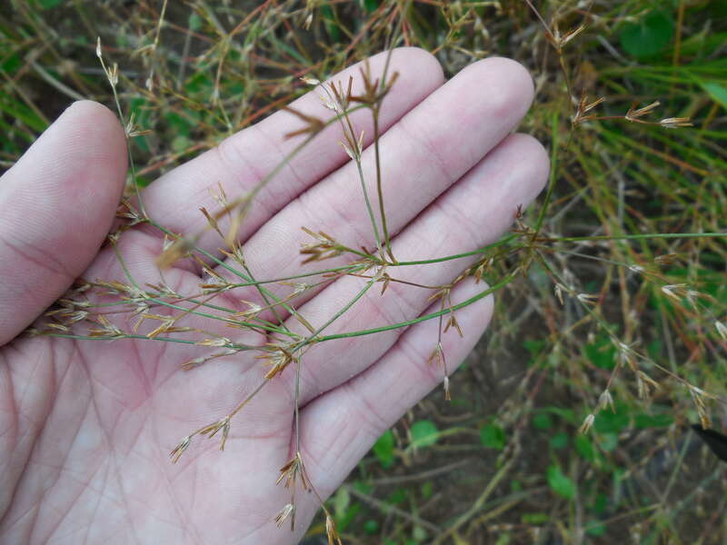 Juncus diffusissimus (slim-pod rush) - Tyler State Park, Smith County, Texas, US