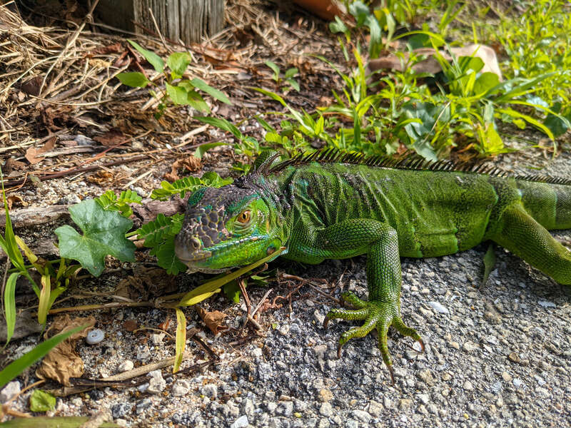 Juvenile Iguana Giving You The Eye, photographed on the Hollywood Beach bike path, Florida USA
PXL 20201231 193936207 FL Hollywood Beach Boardwalk Animal Iguana