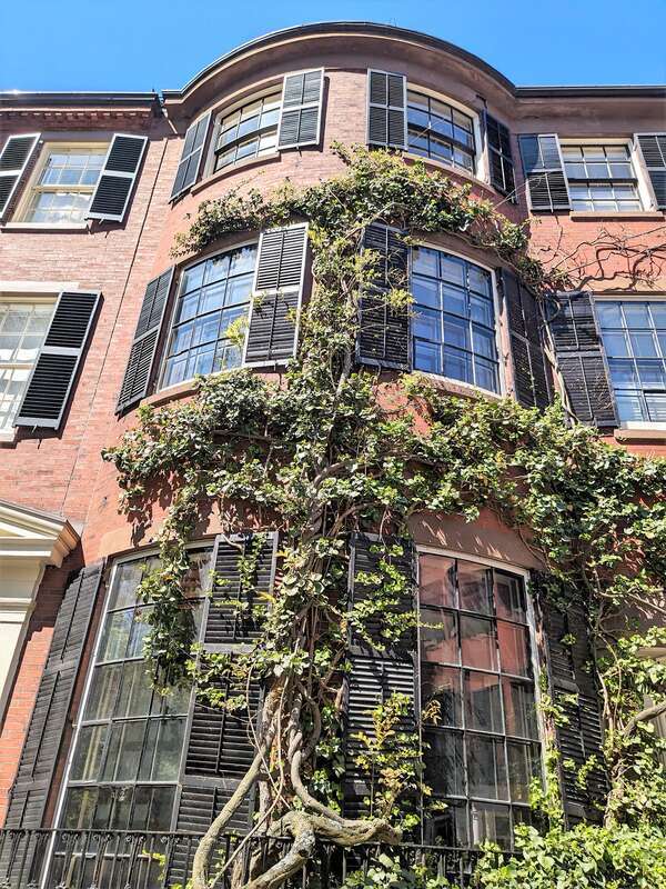 Si on la fait courir le long d'un mur, fixer du gros fil de fer, à une vingtaine de centimètres du mur, pour que l'air circule derrière ses rameaux.